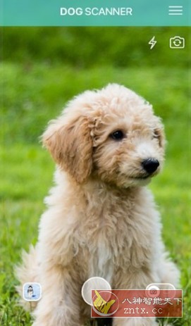 Dog Scanner 狗狗鉴定器v22.2.21-G高级版_抖汇吧